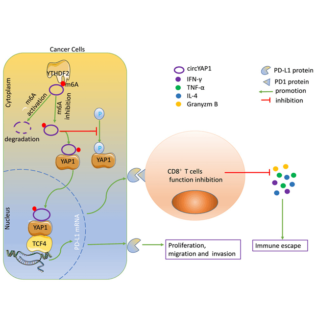 UNCOVERING YTHDF2: A PROTEIN HELPING CANCER CELLS EVADE IMMUNOTHERAPY