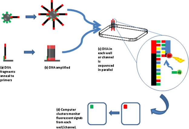 The "massively parallel" approach of NGS, where DNA is fragmented and millions of sequences are read simultaneously, a process that revolutionized the speed and cost of genomics 