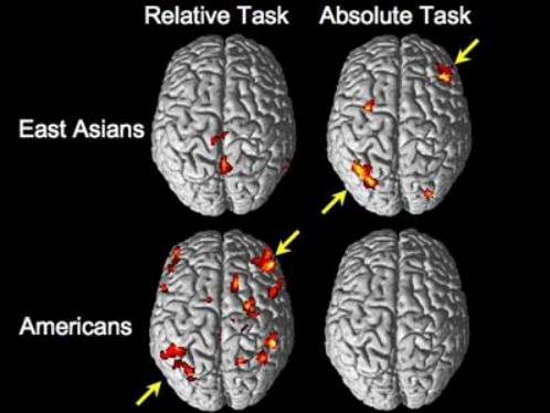 Varied brain activity is shown by East Asians and Americans as they make relative and absolute judgements, according to a study by MIT researchers.