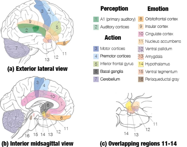 Image showing regions of the brain that get activated and develop with the help of dance.