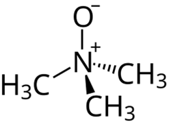 Molecular Structure of
TMAO