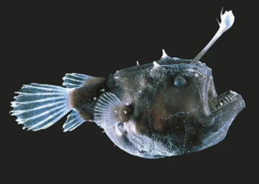 Anglerfish (Close-Up