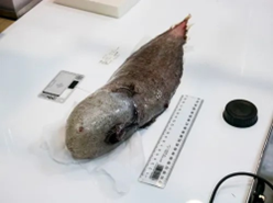 Faceless Cusk Eel