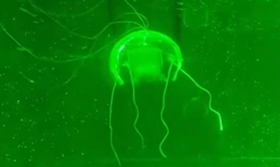 Biomimetic Jellyfish-Like Underwater Robot 